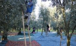 Marmarabirlik zeytin ürününün ikinci partisi