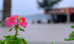 Ayvalık belediyesi kendi çiçekleriyle alanı süslüyor.