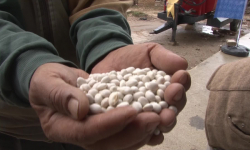 İzmir belediyesinden kuru fasulye ürününe 1,5 milyon liralık destek