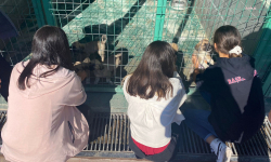 Çankaya Belediyesi bir yılda 24 bin 821 sokak hayvanını tedavi etti