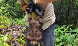 Dünyanın en büyük kurbağası bulundu: 2,7 kilo