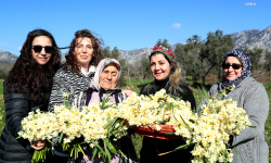 Antalya Büyükşehir'den nergis üretimine destek