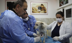 Hataylı faciası enkaz altında, Gaziantep tedavisi