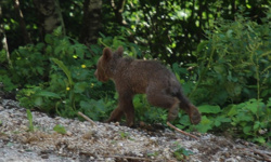 Yavru boz ayı Tuti doğaya salındı