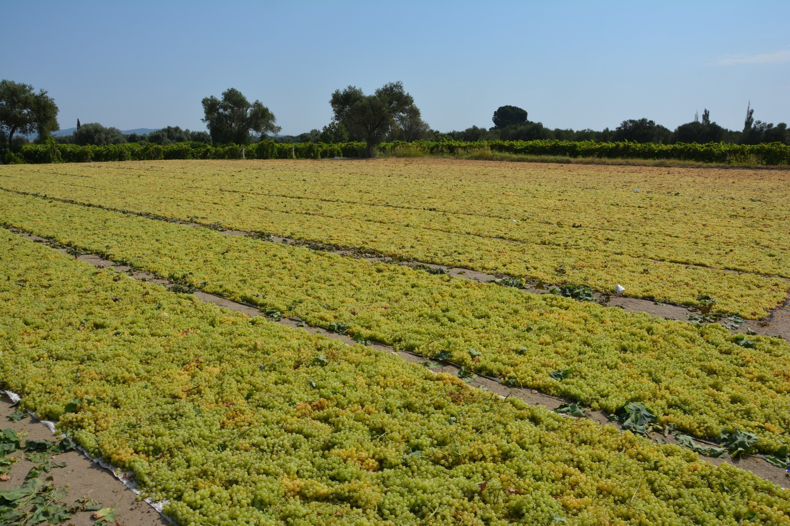 WhatsApp Image 2023-08-24 at 17.14.08