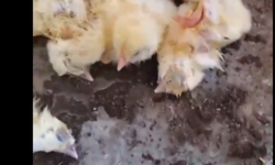 Bu görüntüler Türkiye'den: Doğduklarında ölüme gönderiliyorlar