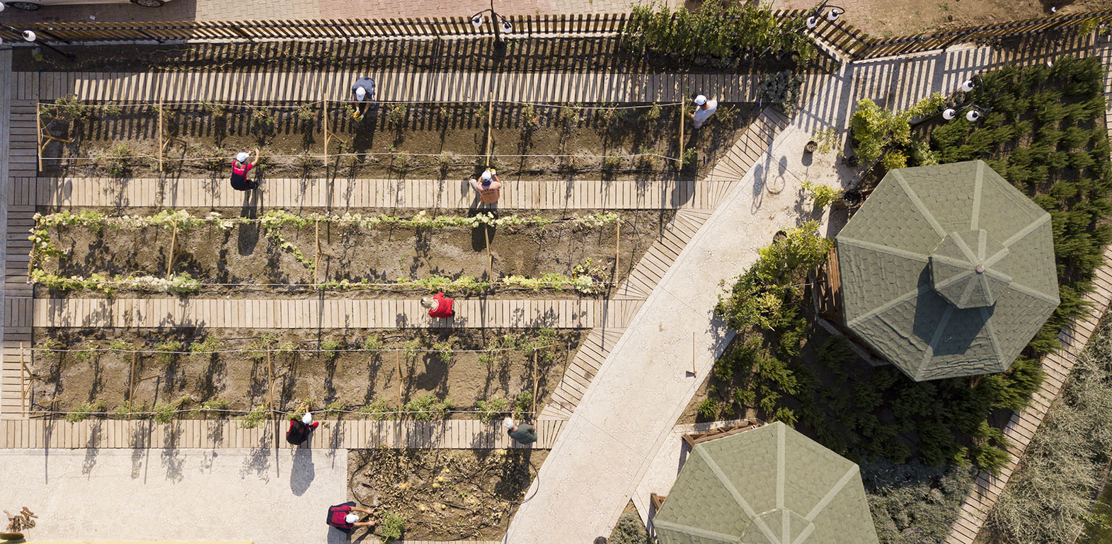 Karadeniz'in Ilki Ata Tohumlar, Atakum’dan Geleceğe Taşınıyor5